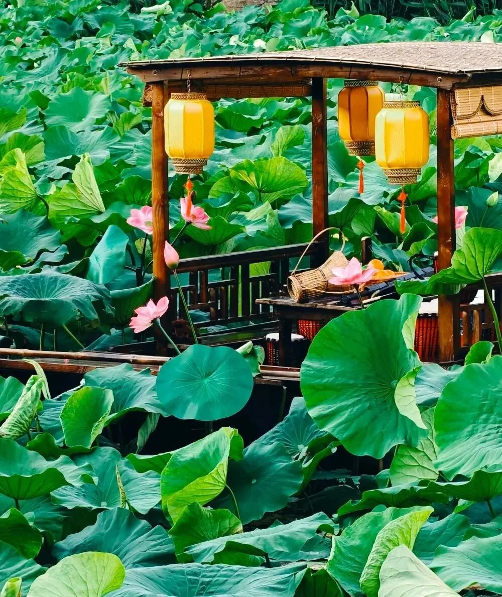马来西亚一家 7 口云南 9 天亲子定制游 · 昆明翠湖夏日荷花