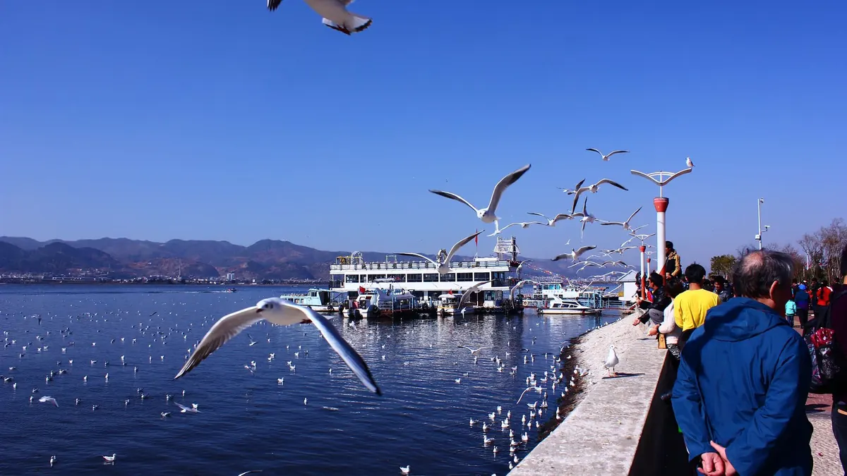 昆明滇池边红嘴鸥飞舞，冬季海鸥与湖岸同框