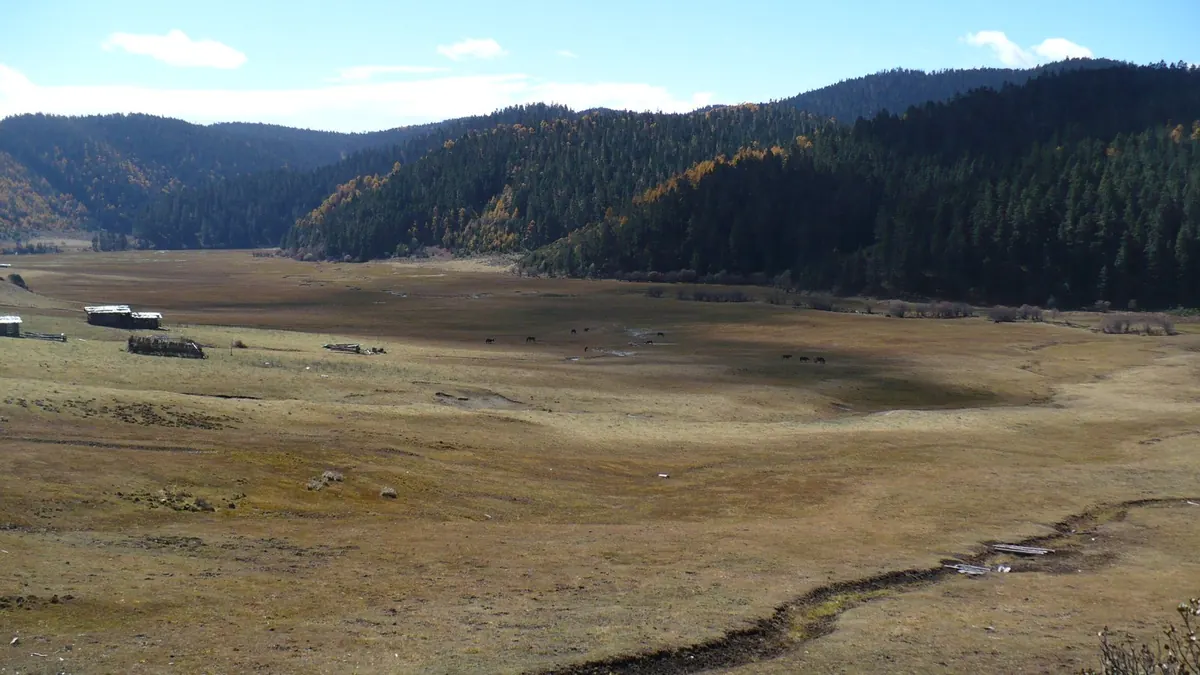 香格里拉普达措高山牧场，秋季蓝天林海，高海拔区域需穿抓绒羽绒服