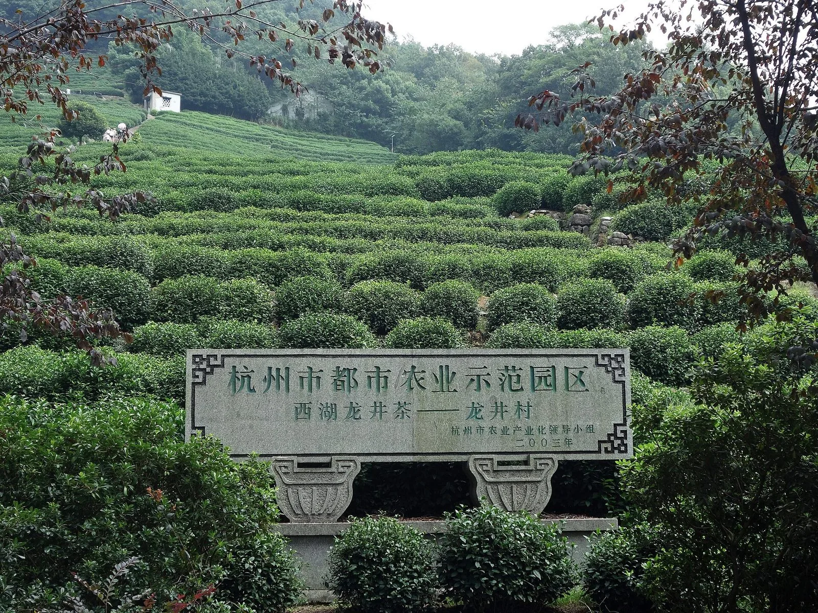 杭州龙井茶园