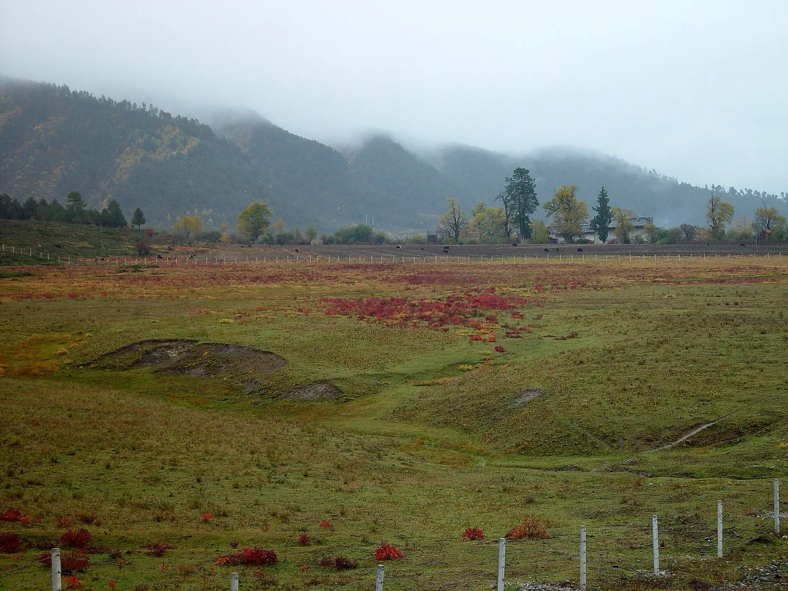 香格里拉纳帕海草原，秋色草甸与远山牛群